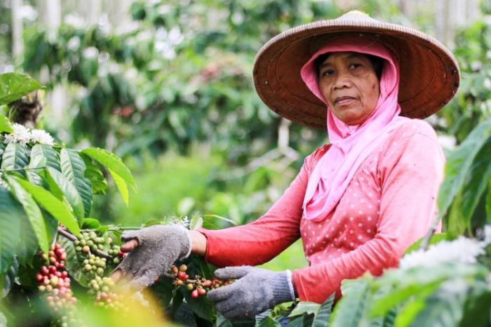 Petani Kopi Indonesia