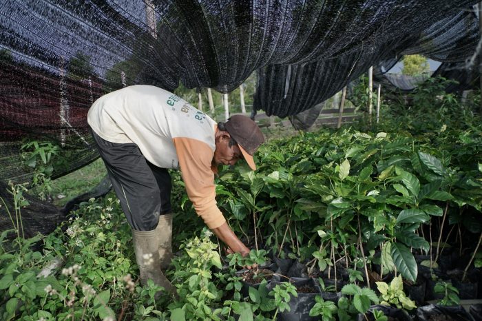 Petani Kopi Binaan Freeport