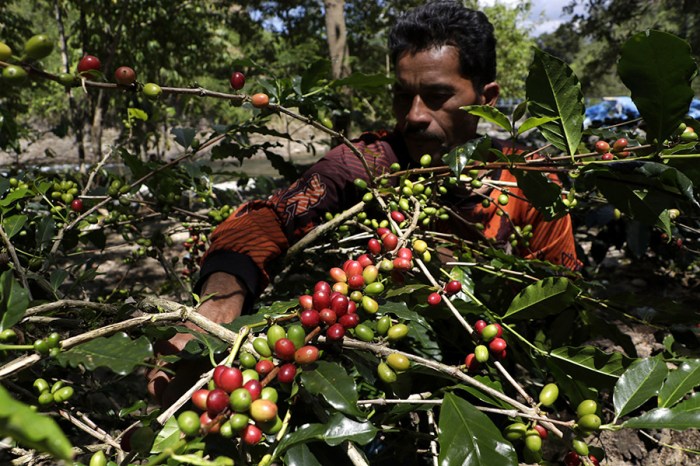 Kopi petani ekspor komoditas garut organik unggulan merosot solok selatan mulai garap tanaman arabika antara kembangkan memetik awal rivan lingga