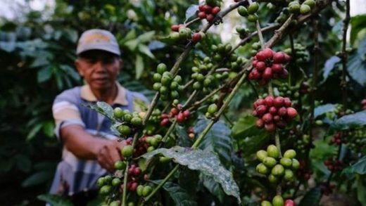 Petani Kopi Indonesia