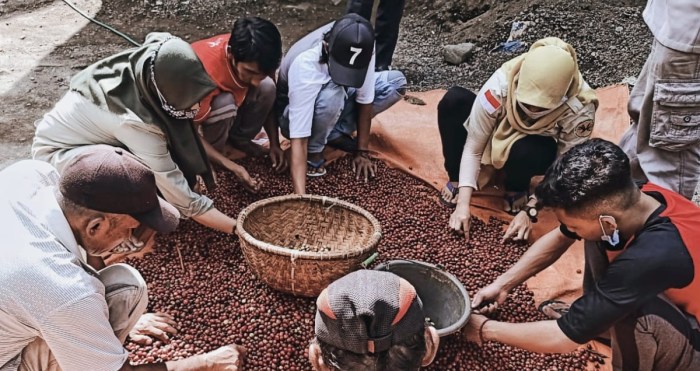 Petani Kopi Binaan Freeport