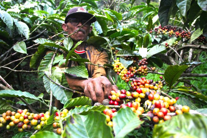 Kopi mongabay petani cerita menjemur eko