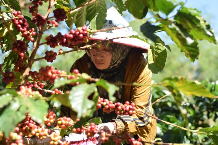 Petani Kopi Binaan Freeport