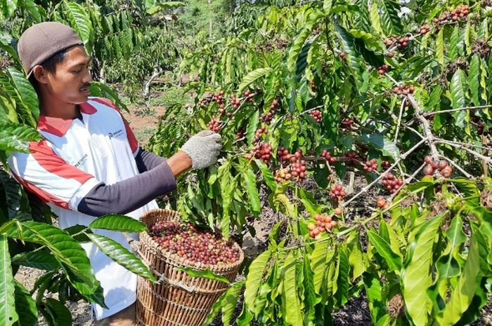 Petani Kopi Binaan Freeport