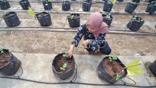 Tips Bisnis Melon 2025