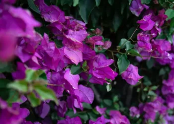 Rahasia Perawatan Bougainvillea Agar Tumbuh Sehat Dengan Banyak Bunga