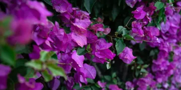 Rahasia Perawatan Bougainvillea Agar Tumbuh Sehat Dengan Banyak Bunga