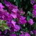 Rahasia Perawatan Bougainvillea Agar Tumbuh Sehat Dengan Banyak Bunga