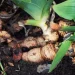 Tanam Kencur di Rumah dengan Mudah untuk Pemula