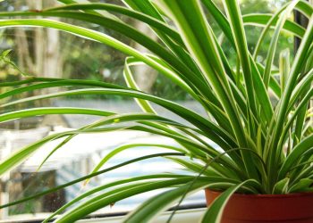 Merawat Spider Plant Tanaman Hias dengan Penyiraman dan Cahaya yang Tepat