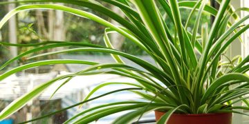 Merawat Spider Plant Tanaman Hias dengan Penyiraman dan Cahaya yang Tepat