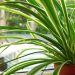 Merawat Spider Plant Tanaman Hias dengan Penyiraman dan Cahaya yang Tepat