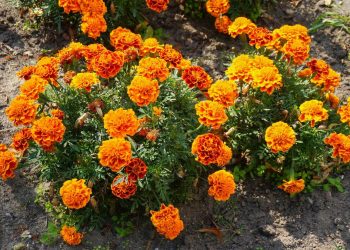 Tips Menanam Marigold untuk Pertumbuhan Subur dan Mekar Indah
