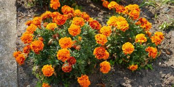 Tips Menanam Marigold untuk Pertumbuhan Subur dan Mekar Indah