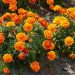 Tips Menanam Marigold untuk Pertumbuhan Subur dan Mekar Indah