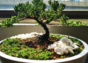 Trik Merawat Tanaman Bonsai agar Senantiasa Sehat dan Menawan