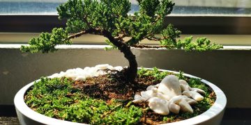 Trik Merawat Tanaman Bonsai agar Senantiasa Sehat dan Menawan