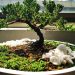 Trik Merawat Tanaman Bonsai agar Senantiasa Sehat dan Menawan