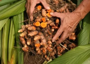 Panduan Mudah Memanen Kunyit di Halaman Rumah