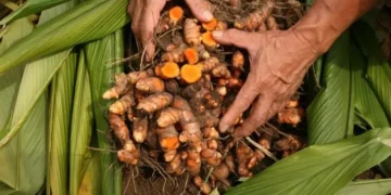 Panduan Mudah Memanen Kunyit di Halaman Rumah