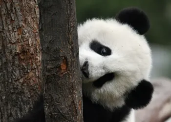 Tingkah Lucu Panda Rayakan Ulang Tahun di Singapura, Momen Terakhir Kai Kai dan Jia Jia