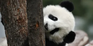 Tingkah Lucu Panda Rayakan Ulang Tahun di Singapura, Momen Terakhir Kai Kai dan Jia Jia