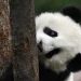 Tingkah Lucu Panda Rayakan Ulang Tahun di Singapura, Momen Terakhir Kai Kai dan Jia Jia