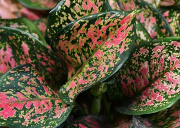 Merawat Aglaonema Supaya Subur dan Daun Berwarna Cantik