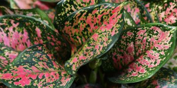 Merawat Aglaonema Supaya Subur dan Daun Berwarna Cantik