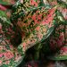 Merawat Aglaonema Supaya Subur dan Daun Berwarna Cantik