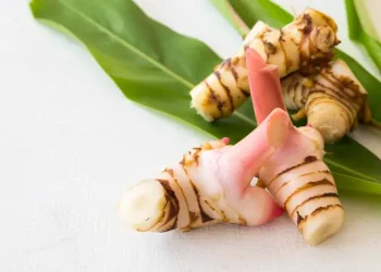 Panduan Praktis Menanam Lengkuas di Rumah Secara Hemat
