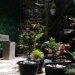 5 Teknik Mudah Menanam Sayur di Kebun Mini untuk Panen Optimal di Lahan Sempit